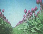 Flower 8x10 Photograph, Purple Tulips Photography, Baby Girl Nursery Decor, Dreamy Nature Wall Art, Blue Purple Green Print,