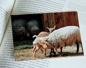 Pair (2) of Sheep & Goat Postcards  - Cute Farm Animal Photos