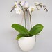 Porcelain and tan leather hanging planter