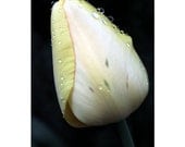 Nature photography flower art tulip photo spring decor wall art 5x7 (13x18) F R E E  SHIPPING