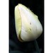 Nature photography flower art tulip photo spring decor wall art 5x7 (13x18) F R E E  SHIPPING