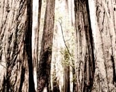 Nature Photography, Large Size Print, Landscape, California Redwoods, trees, forest, neutral, dreamy - Walk in the Woods 16x20