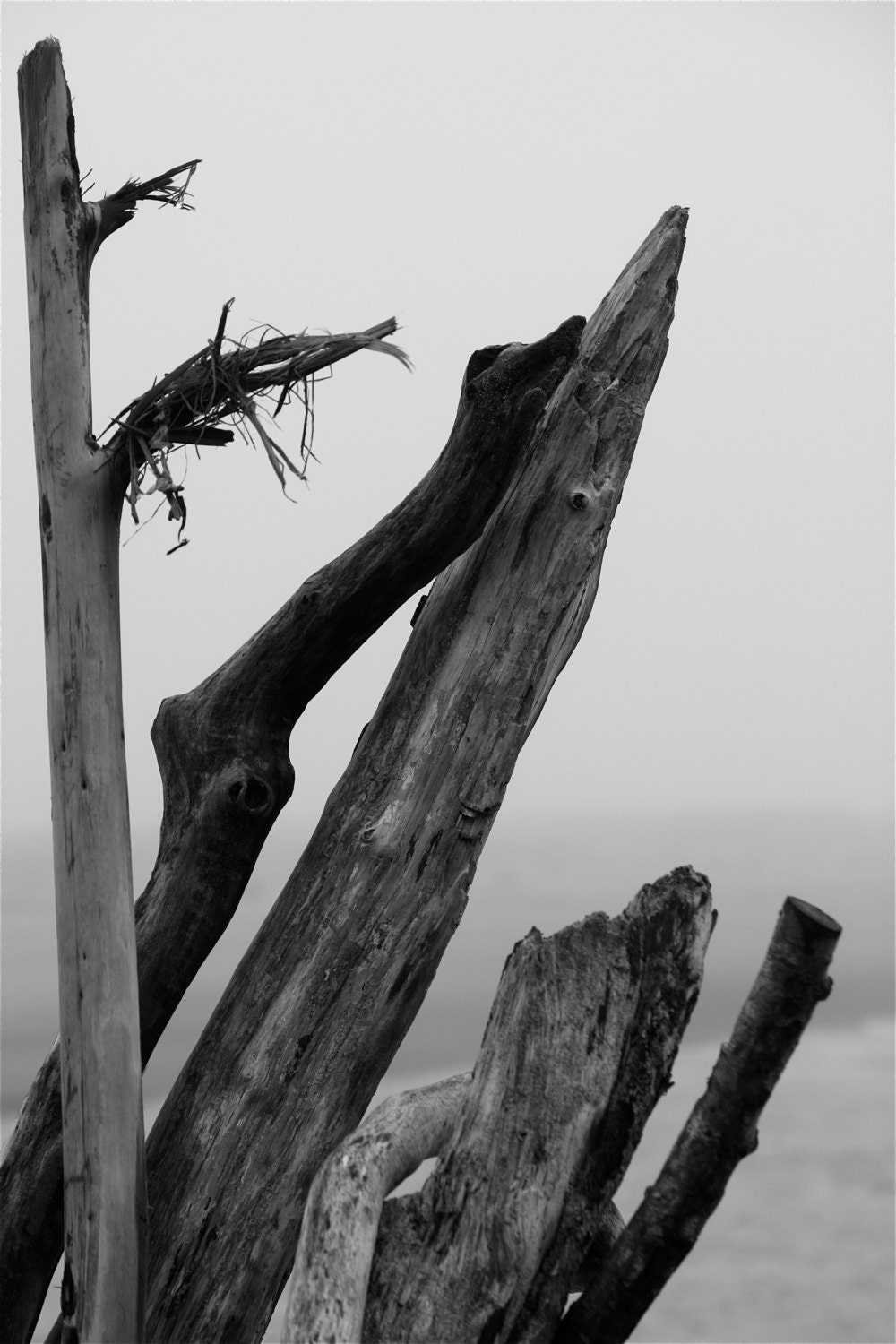 Drift Wood, Beach Decor, Beach House,  Stand Up, 5x7 Photograph, Black and White, FPOE