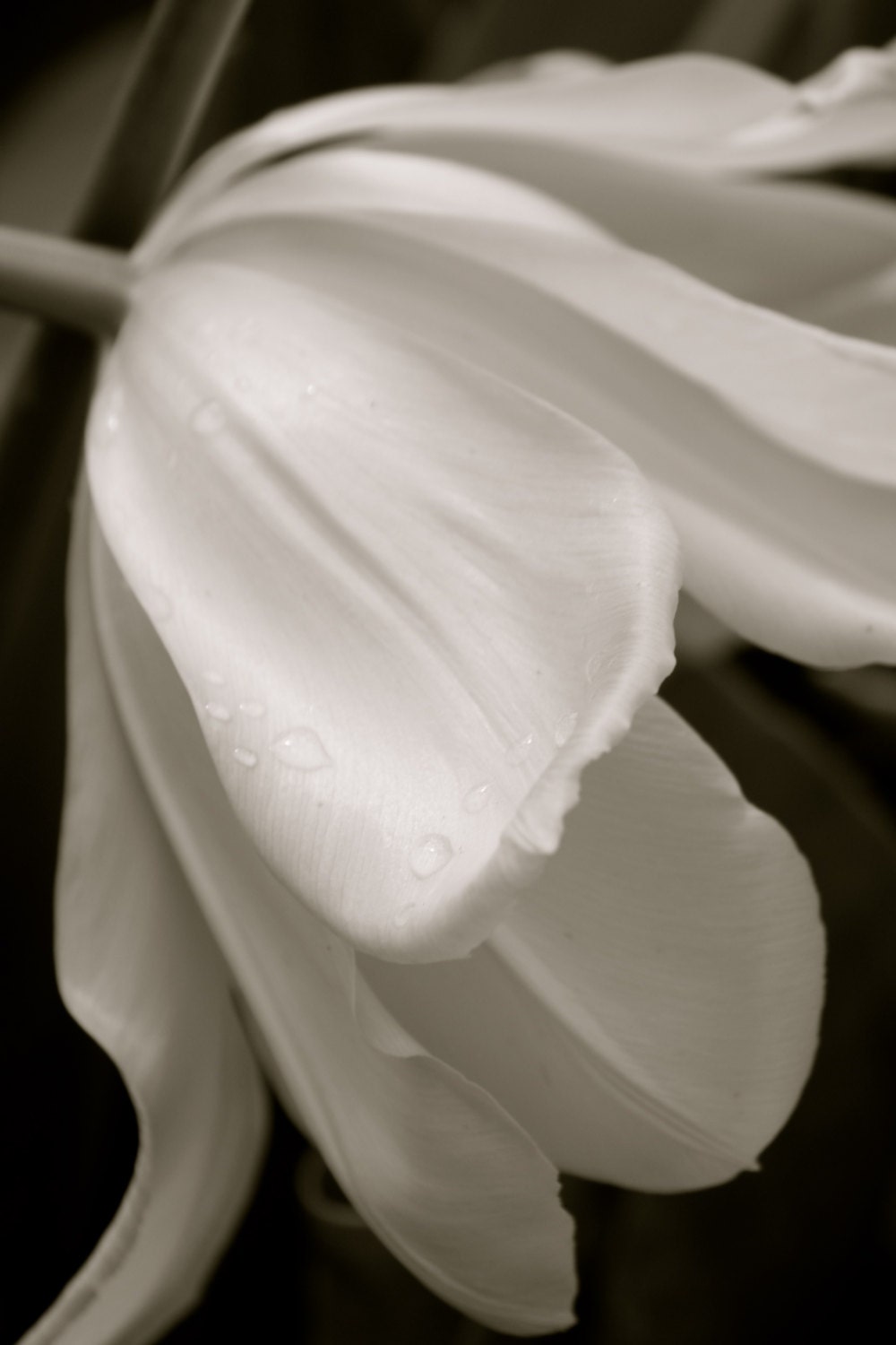 Black and White Tulip, White Tulip, Weeping, Grief, Black and White photograph, FPOE, Sandralynns