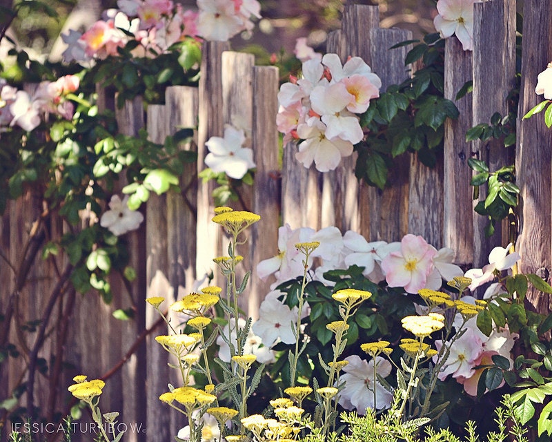 Floral Picket Fence, Carmel by the Sea Photo Print 8x10 - Shabby Chic Cottage, Beach Life, Garden, Shadows, Romantic, Coastal Cottage Decor