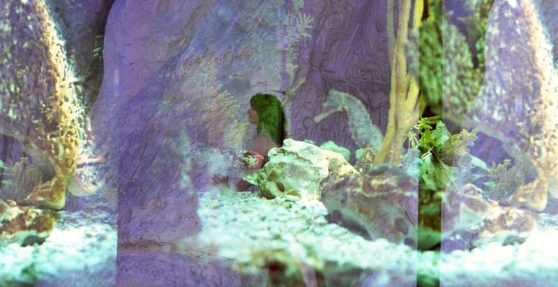 Story of a Myth: Gallery Framed Fine Art Photo Romance Seahorse Animal Totems Protection