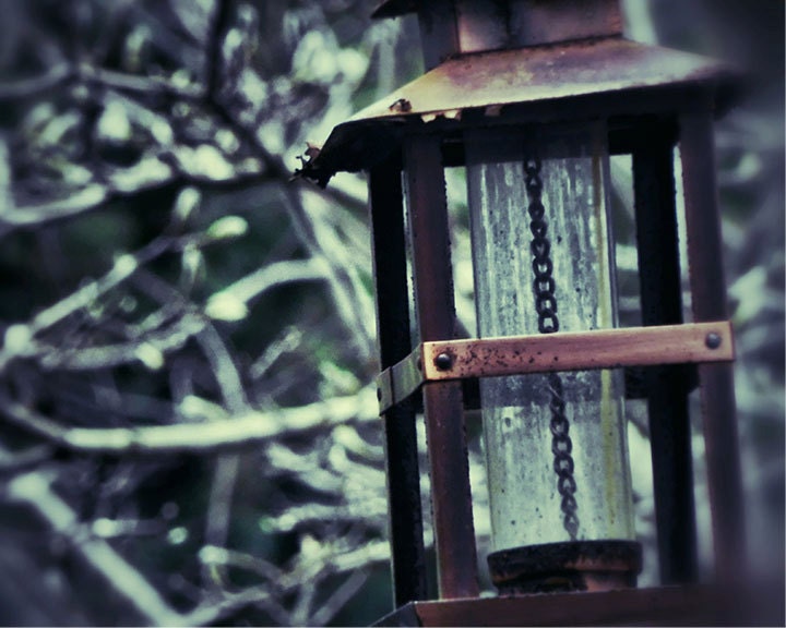 Rustic Bird Feeder Photograph, Garden Photograph, Bird Lovers, 8 x 10 Fine Art Print