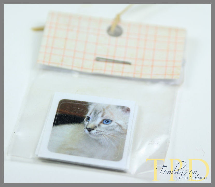 Gray Kitten Photography Art Stickers, Fine Art Envelope Seals for Stationery
