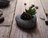 hand engraved sea pebble flower-planter nature home decor beach house style