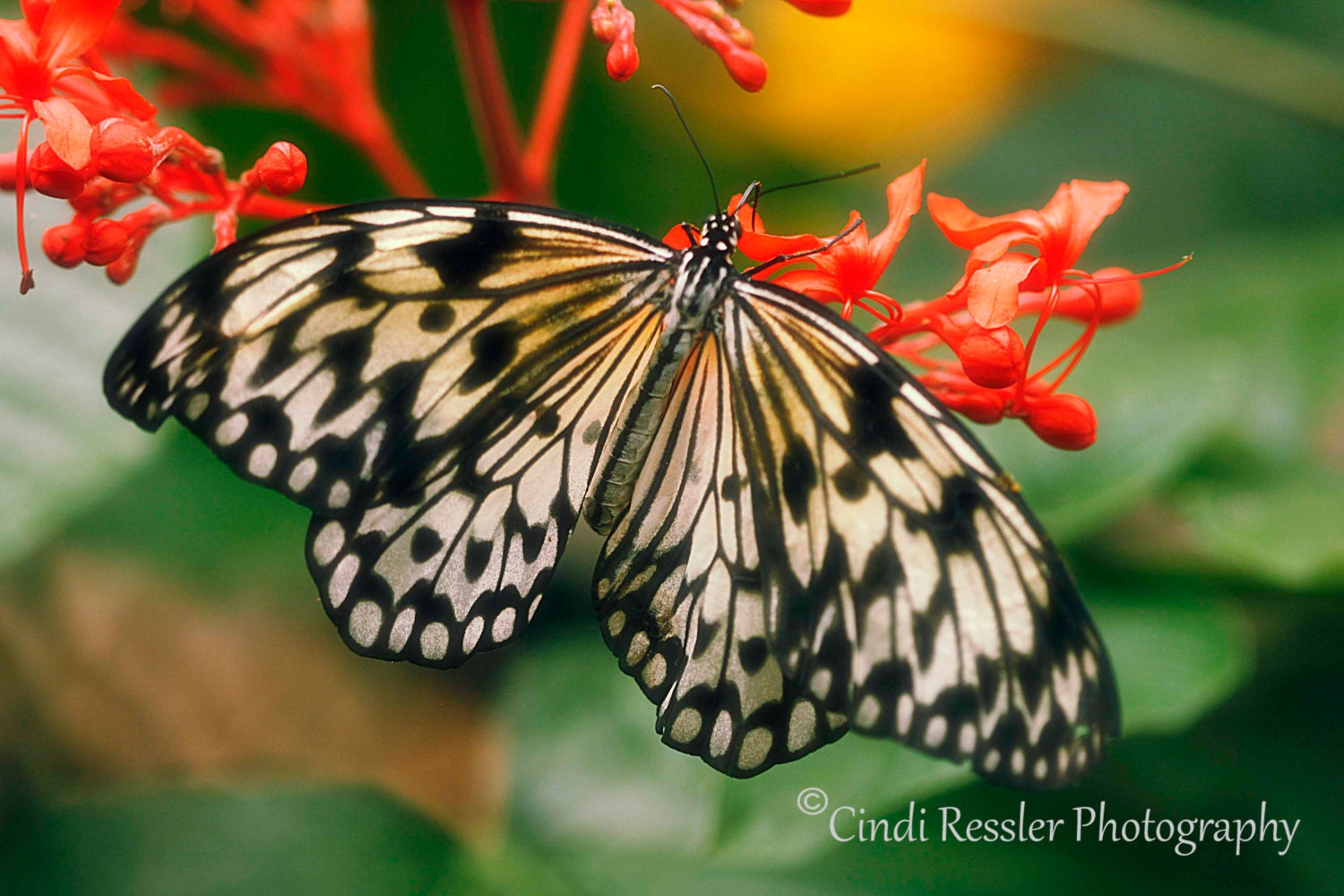 Paper Kite Butterfly, 5x7 Fine Art Photography, Butterfly Photography - CindiRessler