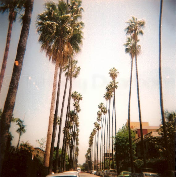 Parallel Palms - Hollywood California - Holga - retro - 5x5 square color matte print