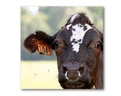 For Dad, OH BULL, Animal Photography, Cow, Farm Photo, Folk Art, Fine Art