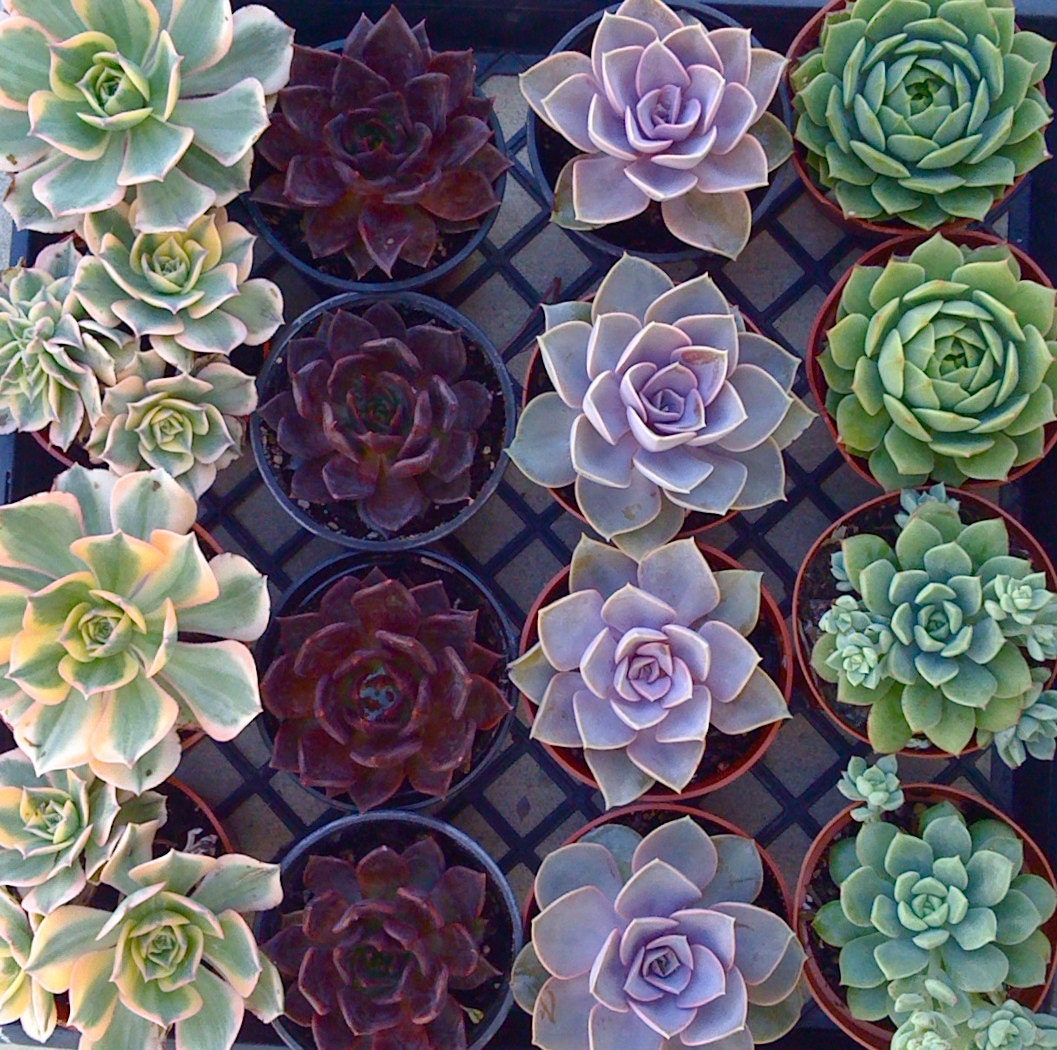 Succulent Plants, SEMPERVIVUM, ECHEVEVIA, AEONIUM ...