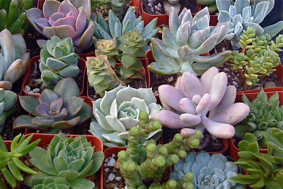 9 SUCCULENT PLANTs, Succulent Wedding Favors