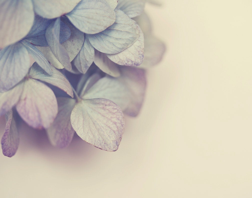 Modern Flower Photograph - Fine Art Photography - Hyacinth - Minimalist - Home Decor