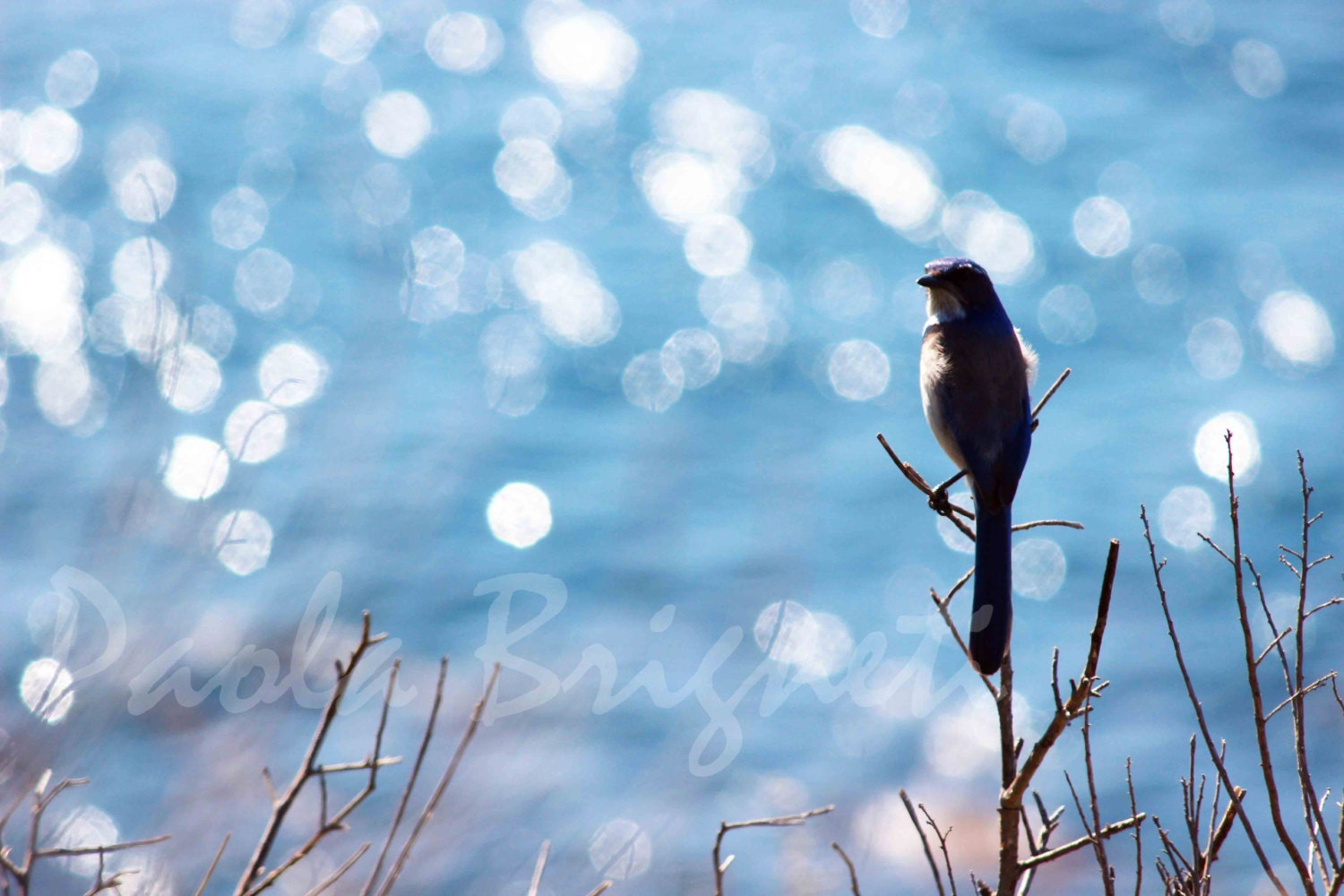 Blue Jay and Sun Reflecting on Ocean - Bird Photography - Coastal Photography - 8x12, Bokeh, Wall Art - WorldPhotosByPaola