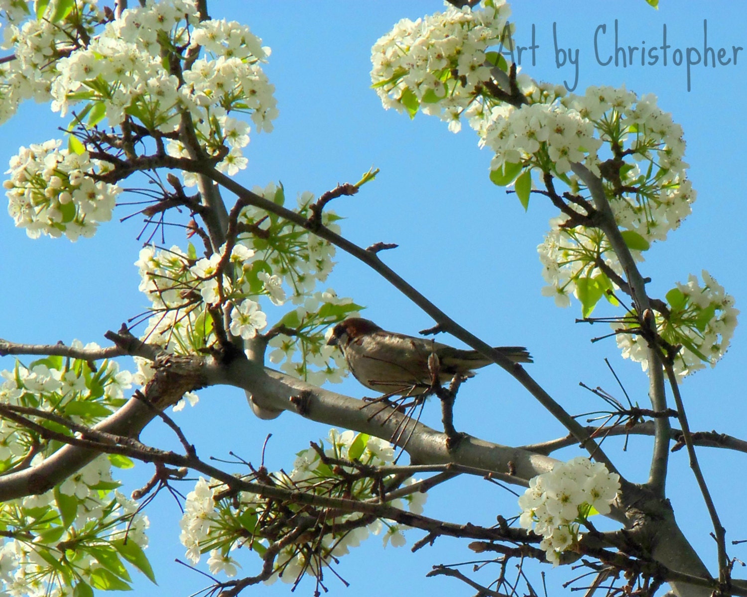 Sparrow, Bird, Spring, Nature, Tree, flowers, branch, sky, blue ,8x10, home decor, fine art photography