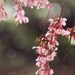 Cherry Blossom Print, Pink Flower Dream Photo, Nature Photography Wall Art, 8x10 Home Decor