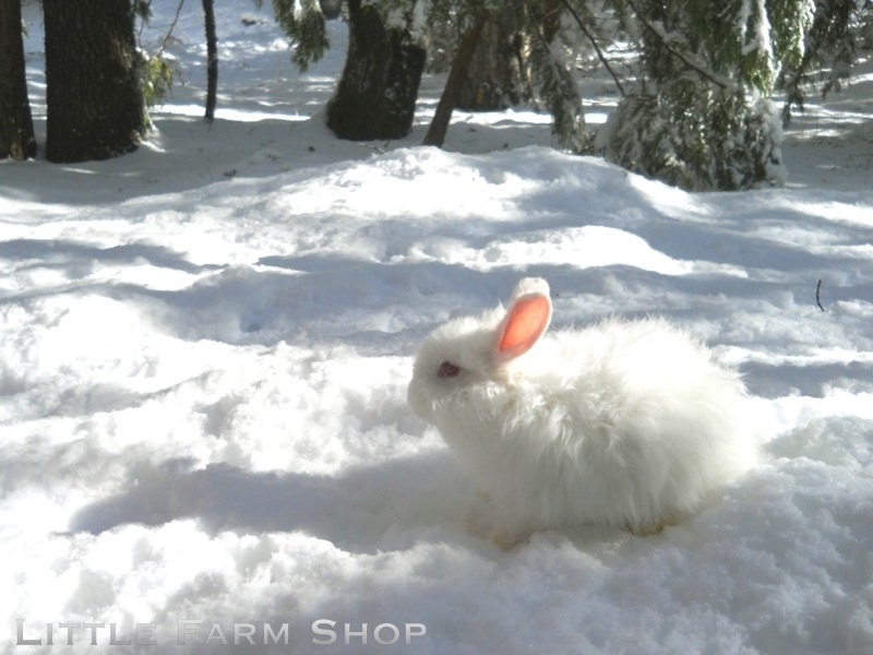 White Bunny Rabbit in Snow Covered Woodland Nature Photo 8x10 Art Print