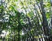 Bamboo Tree Forest - Nature Park Green Photography landscape florida miami foliage photography print 5x5 5x7 8x10 more sizes