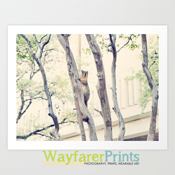 Squirrel Photography Print - local art print original downtown austin texas animal critter tree branch 5x5 5x7 8x10 10x10 11x14