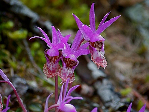 1oz Natural Calypso Orchid Perfume Oil, Calypso Orchid Fragrance Oil, Calypso Orchid Scent