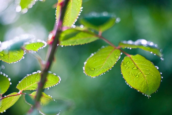 Green Rainy Leaves Nature Photograph - water droplets wet leaves nature rain photography - 8x12 Fine Art Photo Print