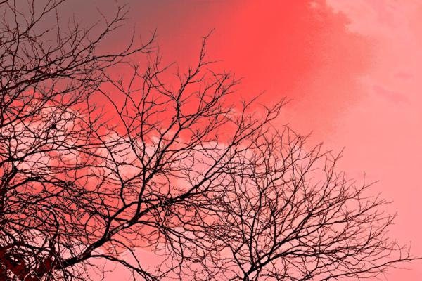 Tree branches photography red sky 5x7 fine art print landscape nature photography red watercolor fade surreal dreamy bright