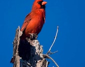 Cardinal
