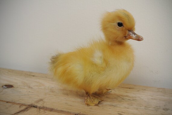 Taxidermy Duckling featured image