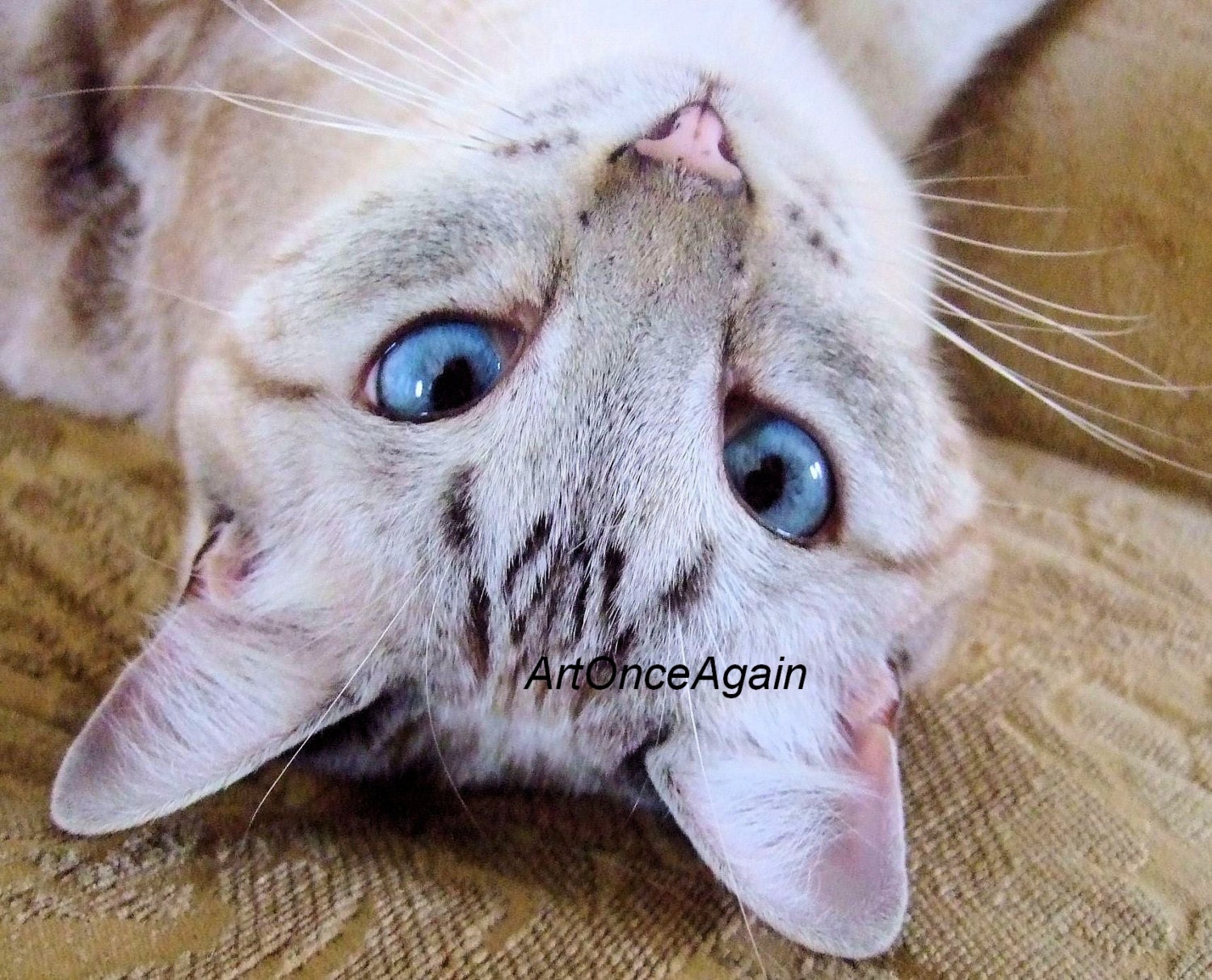 REDUCED, Cat Photography, Pet Portrait, Animal Art Print, Under 20.00
