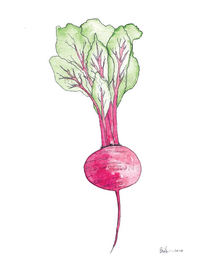 Beet Vegetable Watercolor Art Drawing 8x10" Print (unframed)