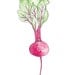 Beet Vegetable Watercolor Art Drawing 8x10" Print (unframed)