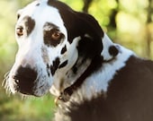 Dog photography- great dane-shelter dogs-pet photography- rustic vintage