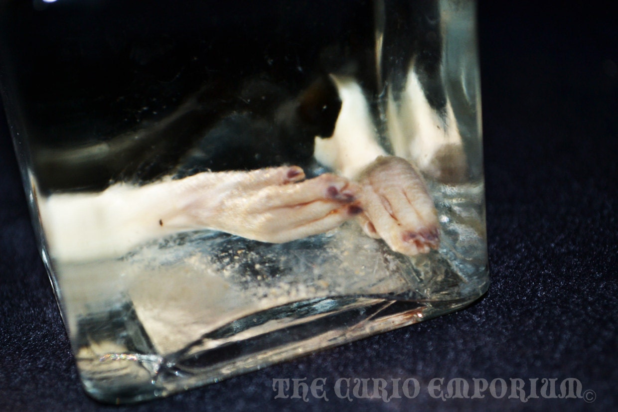 Specimen Preserved Rat Feet ODDITIES