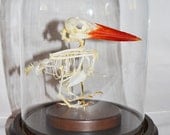 Was 180.00 ODDITIES Articulated Kingfisher Skeleton Curio Display Dome