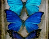 Sapphire Blue, Teal, Aqua, Navy, Butterfly Photgraph, Pop Art Photography Print, Still LIfe Macro Photo, Entemology
