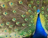 Peacock spreading feathers photograph, courtship display, 8x12 print matted on white 12x16 mat. Male peacock, spread, train, mating display