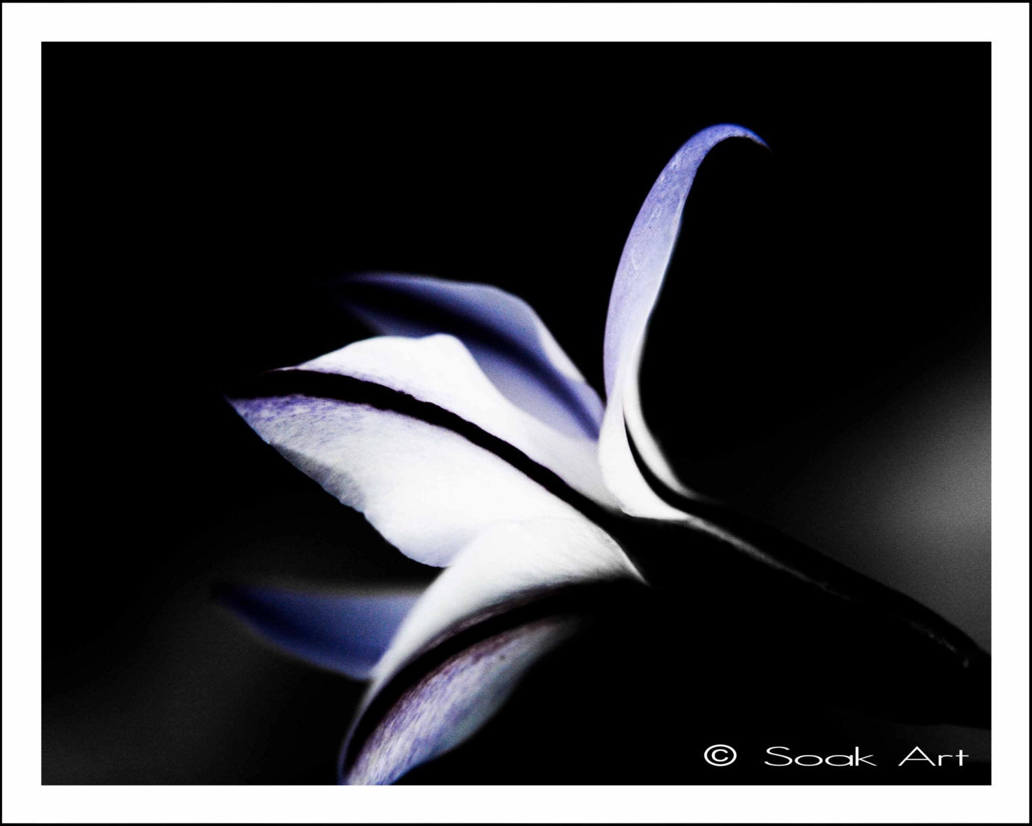 Black and White Photo Print, Star Flower Close up, Macro Fine Art Print, Intense Dark, Monochromatic, 8x10, Still Life, Nature