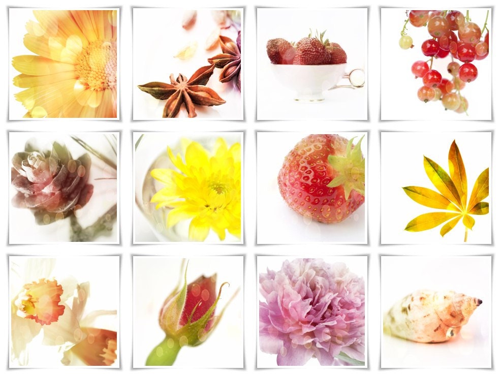 12 photos 6x6 nature, flowers bright color, romantic, flowers, orange colorful , white backgrounds, spring 2013