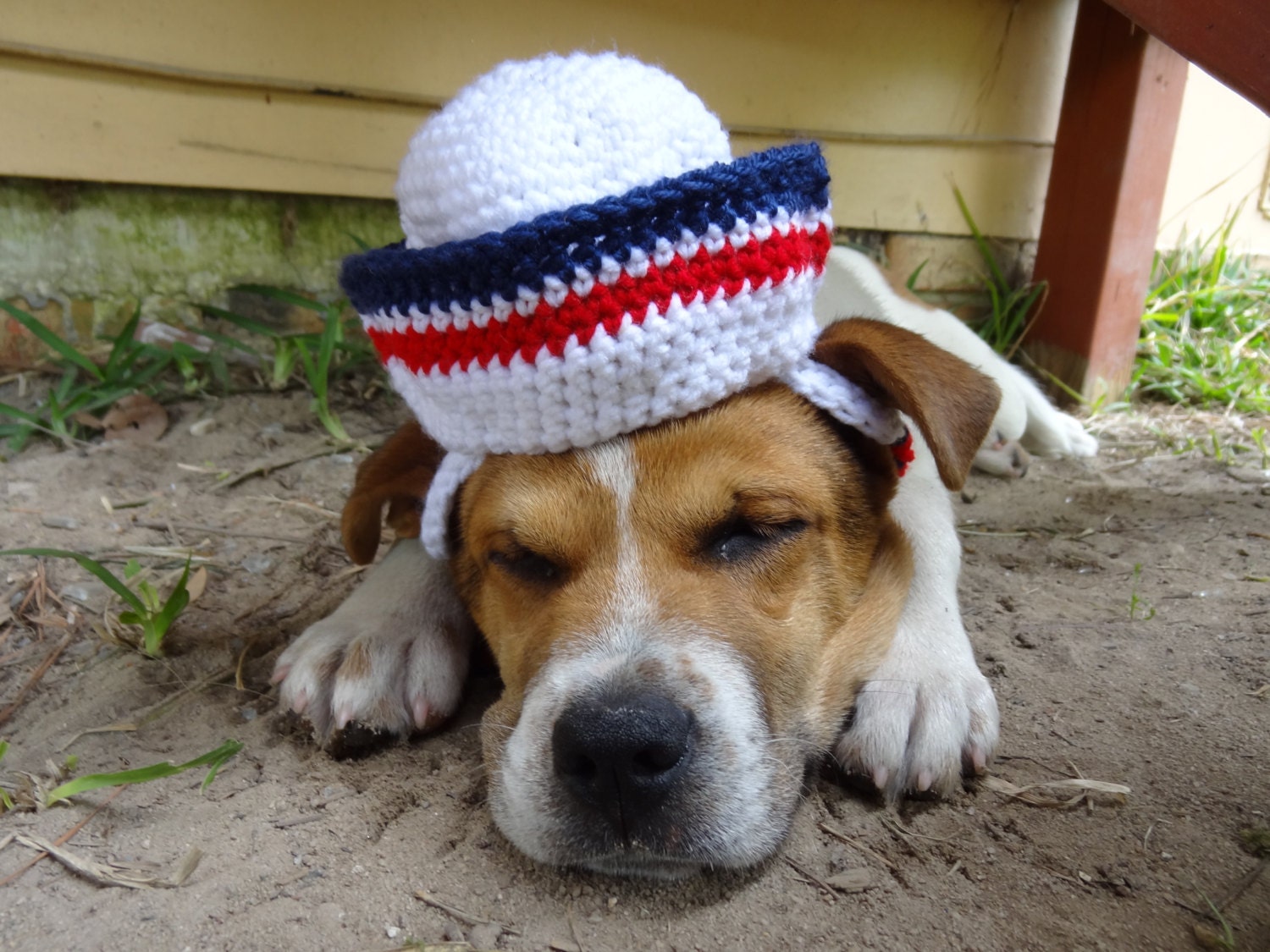 dog sailor hat