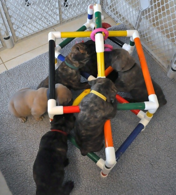Puppy Play Gym for Early Development and by PuppiesInBloom on Etsy