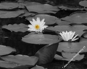 A Fine Art 11 x 14" Lustre Print of Water Lilies in Black and White with a single Yellow Middle on One Lily.