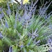 Nature Photography Lavendar Days, Sequim Washington, Purple Flowering Plant "8x10"