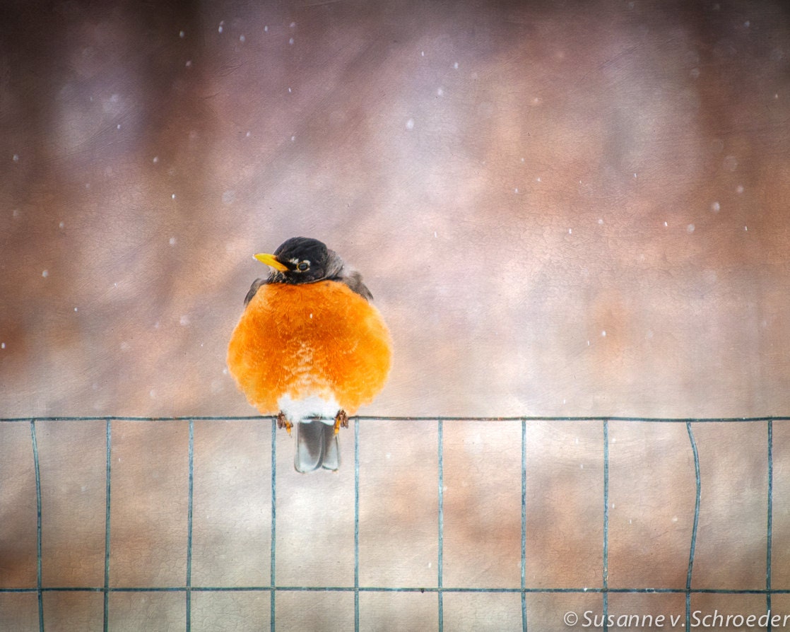 Kid's Wall Art, Robin on Fence, Spring Bird, Nature Photography, Fine Art Print, Orange Red, Snowflakes, Whimsical, Home Decor - SoulCenteredPhotoart