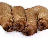 Instant Download Stock Photo - Cavalier Puppies Il_170x135