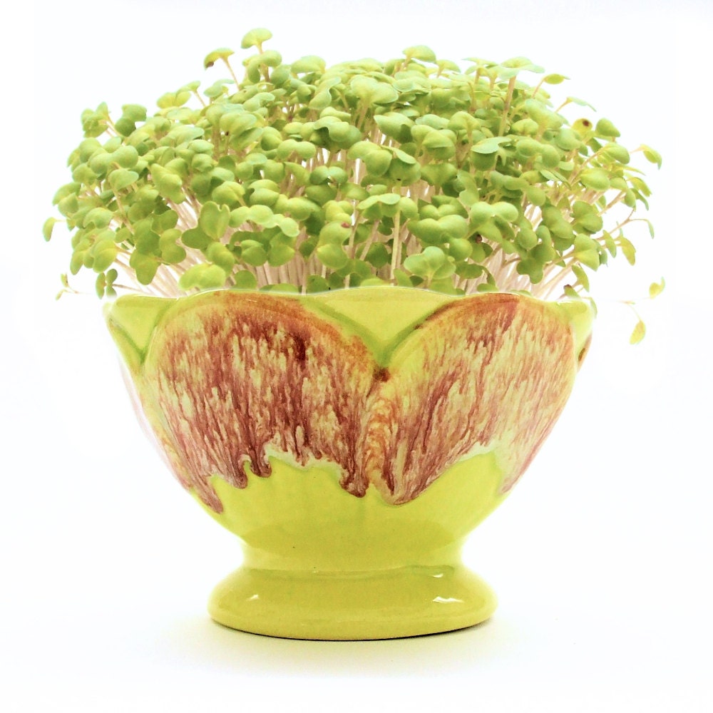 DIY Microgreens in Spring Green Glazed Vintage Bowl - Planter & Organic Seeds Kit in Retro China
