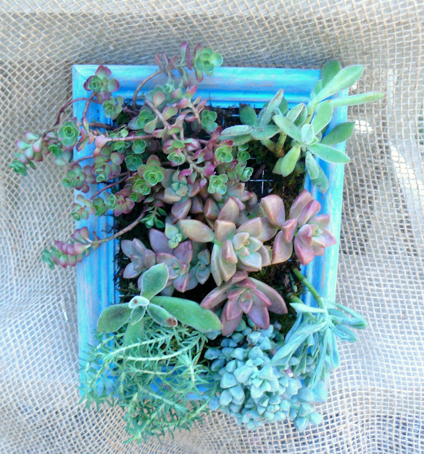 Succulent Wall Art 8 X 6, Vertical Succulent Planter, Vertical Succulent Garden, Vertical Garden Frame, Succulent Gift, Living Wall Art