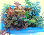 8X6 Succulent Wall Art Ready Made, Vertical Succulent Planter, Vertical Succulent Garden, Vertical Garden Frame, Living Wall Art
