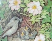 Cute Framed Art Print Vintage Garden Bird's Nest and Rose Hip wall hanging with Wildlife Ornithology